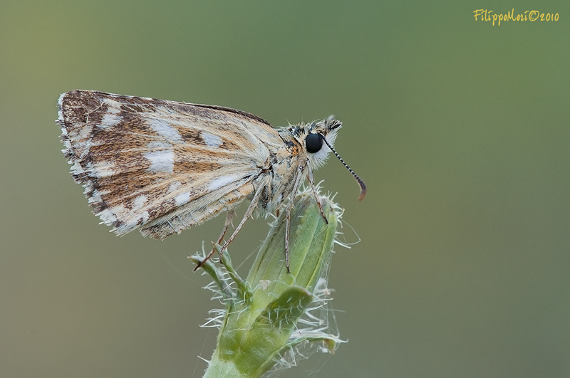 Farfalla da identificare